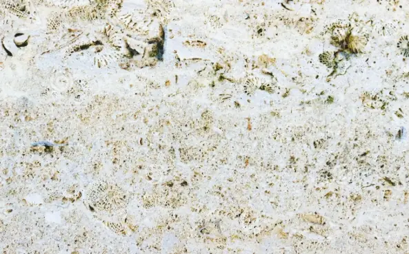 COQUINA
